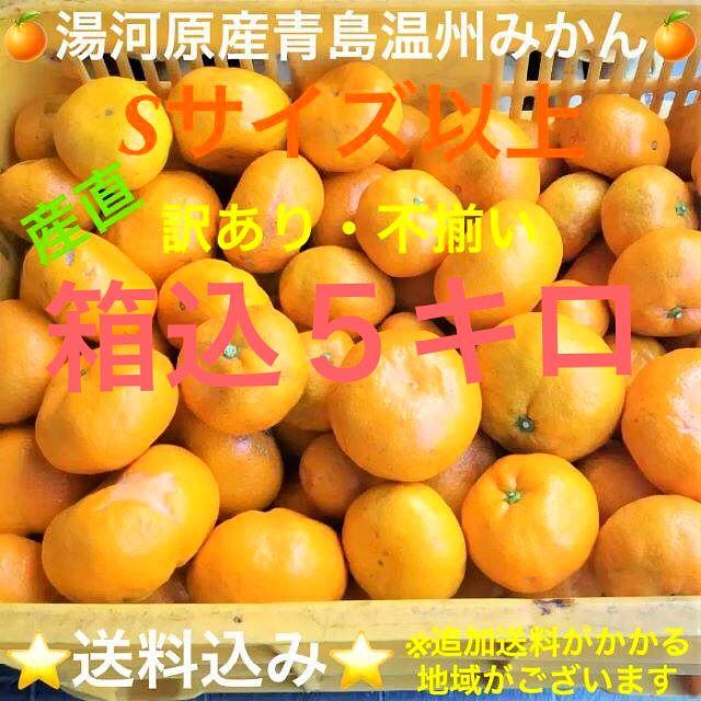 訳あり★産直不揃い５kg箱込み★神奈川県湯河原産🍊青島温州みかん🍊① 食品/飲料/酒の食品(フルーツ)の商品写真