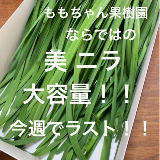 新鮮野菜 無農薬 ハウス栽培の冬ニラ 即購入可能！ラスト！！急いでください！(野菜)