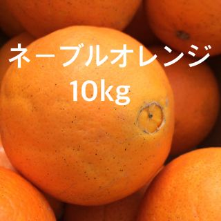 ネーブルオレンジ混合10kg(フルーツ)