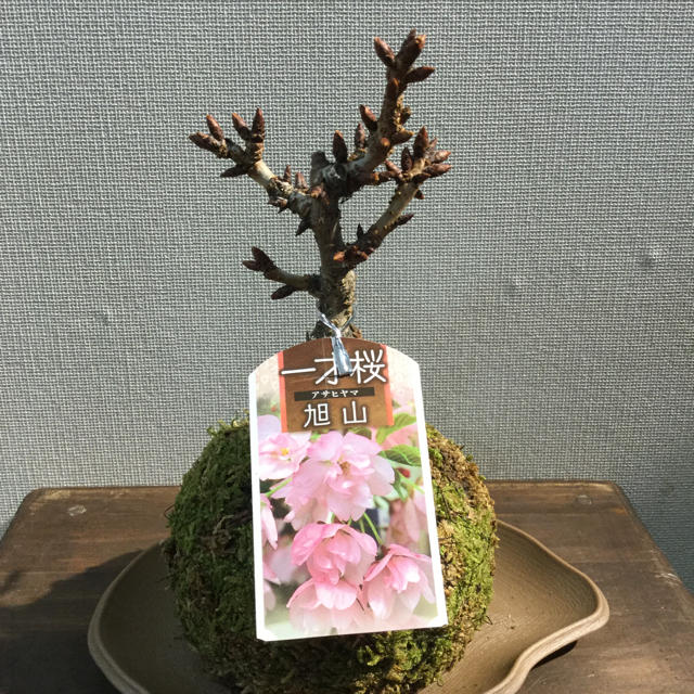 桜旭山苔玉 ハンドメイドのフラワー/ガーデン(その他)の商品写真