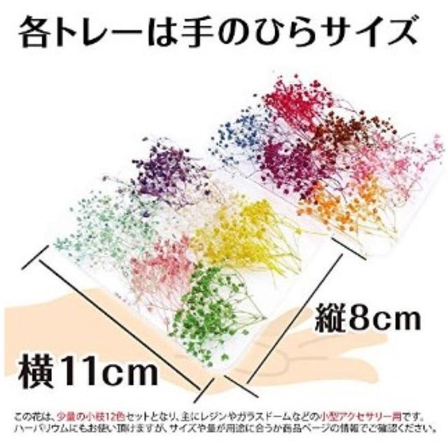 ★即日発送★ 12色 かすみ草 ドライフラワー 3～5cm セット ハンドメイドのフラワー/ガーデン(ドライフラワー)の商品写真