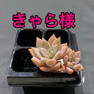 きゃら様専用 多肉植物(その他)