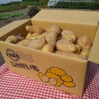 土室越冬メークイン　北海道じゃがいも(野菜)