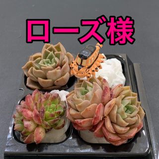 ローズ様専用 多肉植物(その他)