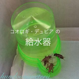 コオロギ・デュビア の給水器 給水タンク 水入れ 両生類爬虫類大型魚活き餌用品(爬虫類/両生類用品)