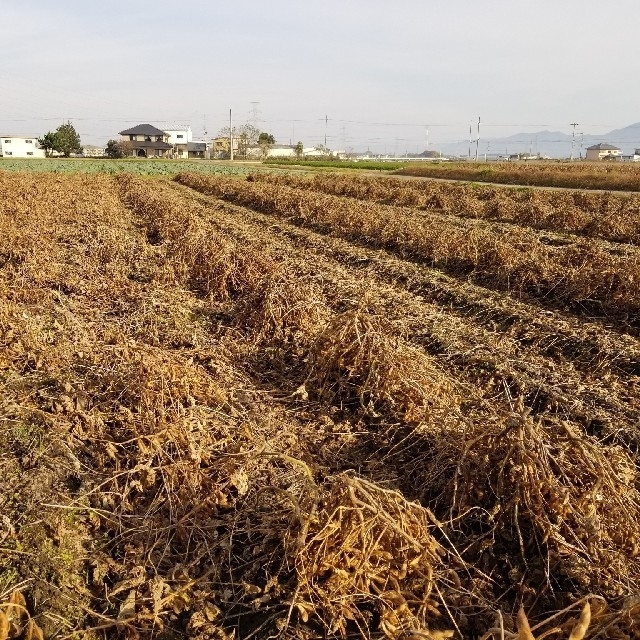 特価【新豆M・2800g】2019年 丹波種 丹波黒大豆 近江産 ダイエット 食品/飲料/酒の食品(米/穀物)の商品写真