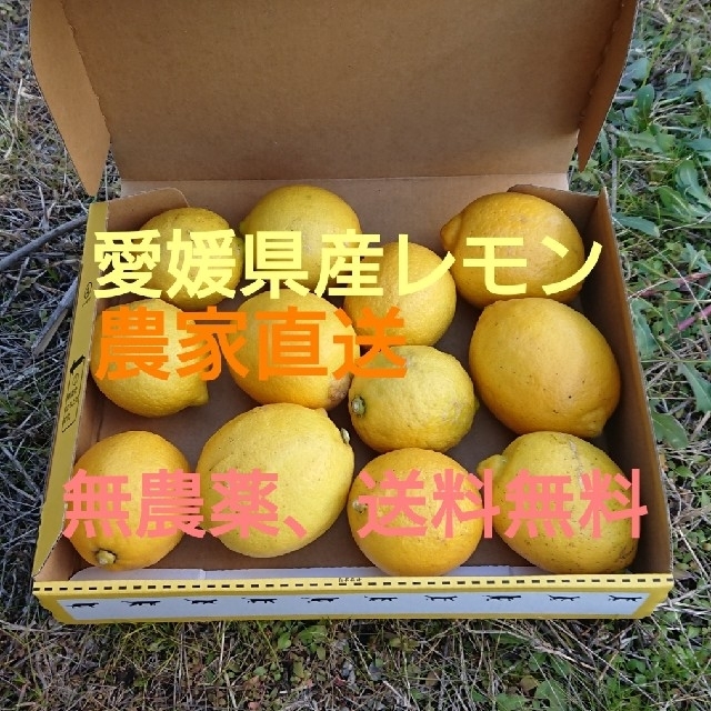 愛媛県無農薬レモン 食品/飲料/酒の食品(フルーツ)の商品写真