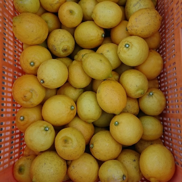 愛媛県無農薬レモン 食品/飲料/酒の食品(フルーツ)の商品写真