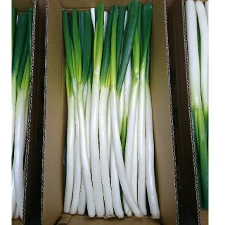 ネギ B等級 A・B混合 7.5㎏以上(野菜)