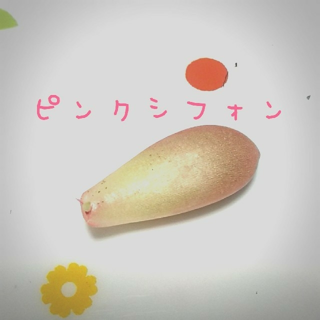 レア(*´˘`*)♥️ピンクシフォン葉挿し１枚♥️多肉植物  ハンドメイドのフラワー/ガーデン(その他)の商品写真