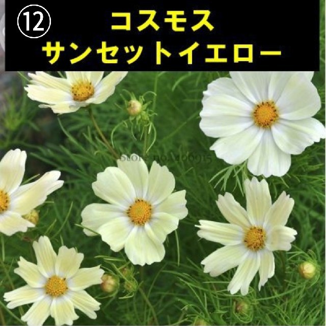 レア！【コスモス⑫】サンセットイエロー　種子20粒 ハンドメイドのフラワー/ガーデン(その他)の商品写真