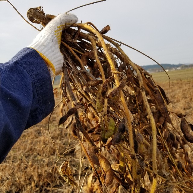 在庫限り4.5kg【味噌 豆腐 制作用・お得・二番】 丹波種 丹波黒大豆 近江産 食品/飲料/酒の食品(米/穀物)の商品写真