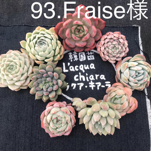 93.Fraise様専用  多肉植物 ハンドメイドのフラワー/ガーデン(その他)の商品写真