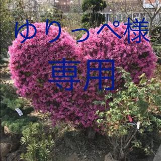 ゆりっぺ様 専用★多肉植物★たっっくさんの種類の多肉植物★詰合せ★★(その他)