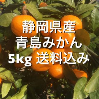 静岡県産 青島 みかん 5kg 送料込み(フルーツ)