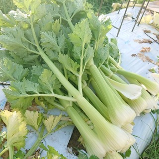 ポンカン様専用(2)(野菜)