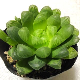 多肉植物  ハオルチヤ属   オブツーサ(その他)