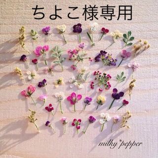 ドライフラワー 押し花 アリッサム 小花ミックス(ドライフラワー)