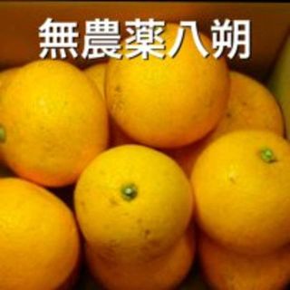 【有田の八朔】《無農薬》 はっさく ハッサク★3kg(フルーツ)