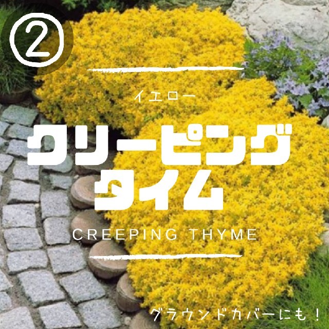 【クリーピングタイム②】イエロー種子20粒　グラウンドカバー、花壇の縁取に！ ハンドメイドのフラワー/ガーデン(その他)の商品写真