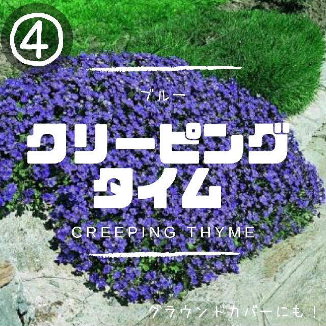 【クリーピングタイム④】ブルー種子20粒　グラウンドカバー、花壇の縁取に！ ハンドメイドのフラワー/ガーデン(その他)の商品写真
