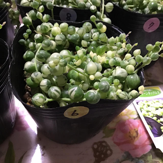 斑入りグリーンネックレス ⑥多肉植物 ハンドメイドのフラワー/ガーデン(プランター)の商品写真