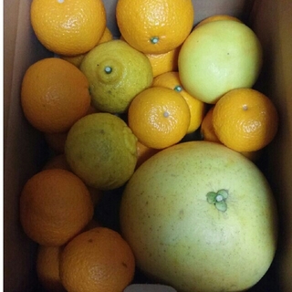 柑橘類　ミックス(フルーツ)