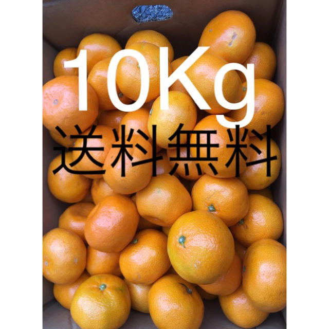 和歌山県 傷あり訳ありみかん約10kg 食品/飲料/酒の食品(フルーツ)の商品写真