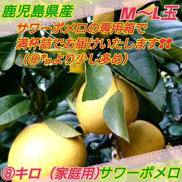 M〜L❢❢【家庭用】鹿児島県産 サワーポメロ ⑧キロ 食品/飲料/酒の食品(フルーツ)の商品写真