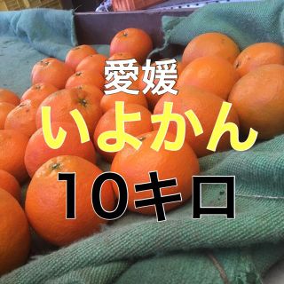 伊予柑10キロ 今週末まで！(フルーツ)