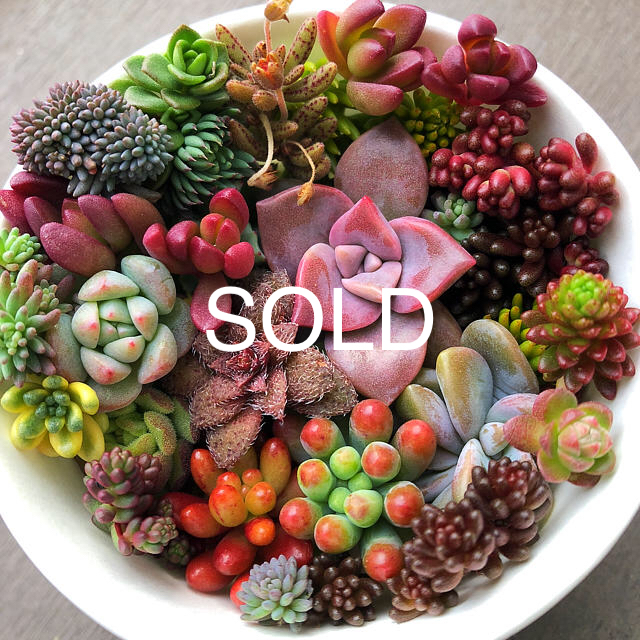 最大80%オフ! 多肉植物カット苗フンベルディ、レモンボール、teretifolim、粉雪 その他 最大80%オフ! 多肉植物カット苗フンベルディ、レモンボール、teretifolim、粉雪 その他