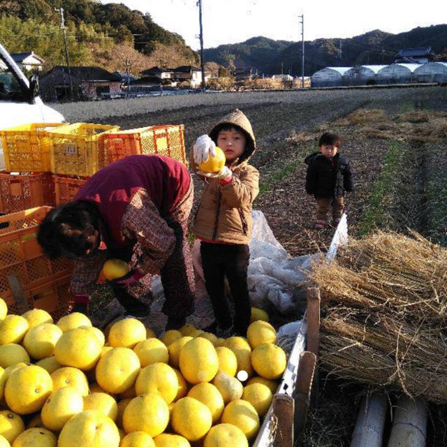 【訳あり品】数量限定　土佐文旦約10kg X 4箱 食品/飲料/酒の食品(フルーツ)の商品写真