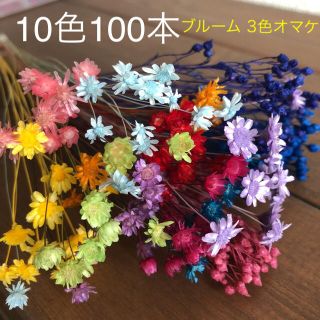 マルセラ❁︎スターフラワー❁︎グリクシア10色100本アソートセット⋈ブルーム3(ドライフラワー)