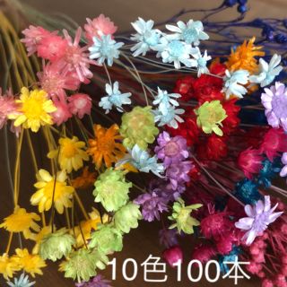 マルセラ❁︎スターフラワー❁︎グリクシア 10色100本アソートセット(プリザーブドフラワー)