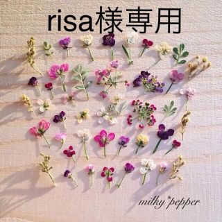 ドライフラワー 押し花 オーダー品(ドライフラワー)