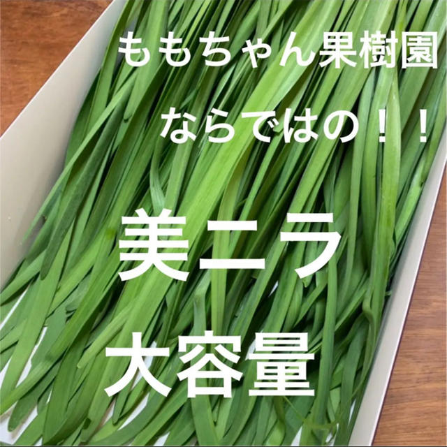 新鮮野菜 無農薬 ハウス栽培の美ニラ 即購入可能！甘く柔らかい！ 食品/飲料/酒の食品(野菜)の商品写真