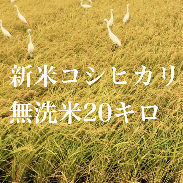 コシヒカリ無洗米20キロ　米/穀物