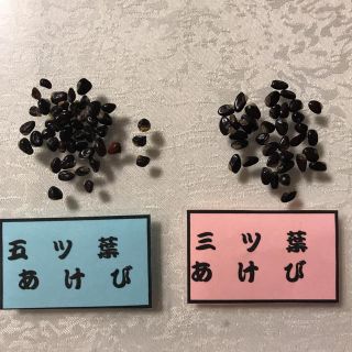 アケビ タネ(ドライフラワー)