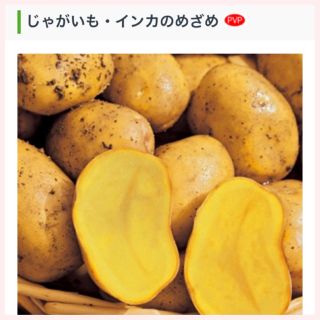 ★1名様限定★じゃがいもの種芋「インカのめざめ」3個セット(野菜)