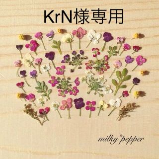 KrN様オーダー品 ドライフラワー 押し花 小花ミックス(ドライフラワー)