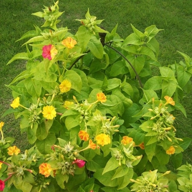 春まき花の種　「オシロイバナ　イエロー系とピンク系の混合種を30粒」 ハンドメイドのフラワー/ガーデン(その他)の商品写真