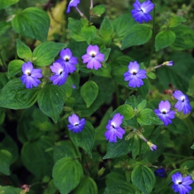 春まき花の種 ブロワリアの種100粒 の通販 By Hanababa S Shop ラクマ