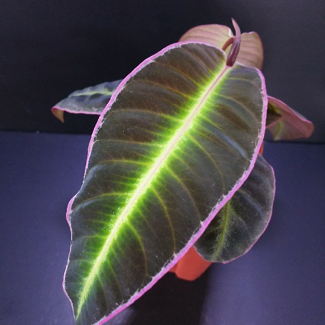 熱帯植物 アルデシア sp ライトセーバー 葉挿し株の通販 by 熱帯植物 アルデシア sp ライトセーバー 葉挿し株の通販 by