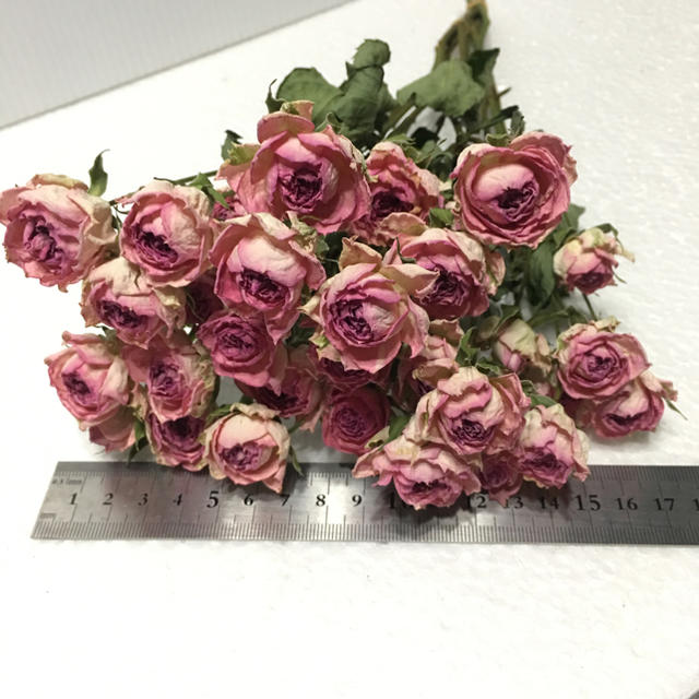 スプレーバラ♡ファンシーローラ  10本❁ドライフラワー花材 ハンドメイドのフラワー/ガーデン(ドライフラワー)の商品写真