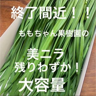 新鮮野菜 無農薬 ハウス栽培の美ニラ 即購入可能！終了間近！急いで(野菜)