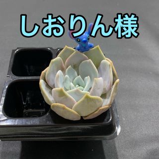 しおりん様専用 多肉植物(その他)