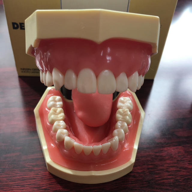 ☆NISSIN DENTAL MODEL☆顎模型☆中古美品の通販 by じゅえる.com's