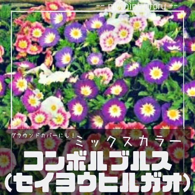 【コンボルブルス】トリカラー 種子10粒 ミックスカラー セイヨウヒルガオ ハンドメイドのフラワー/ガーデン(その他)の商品写真