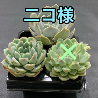 二コ様専用 多肉植物(その他)