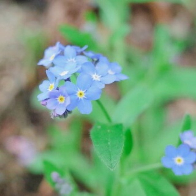 わすれな草　種 ハンドメイドのフラワー/ガーデン(その他)の商品写真